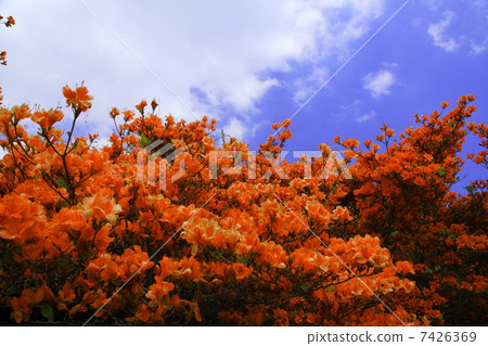 Katsuragiyama杜鵑花園在初夏 Katsuragiyama杜鵑花園在初夏 7426369