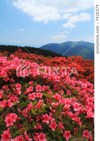 Katsuragiyama杜鵑花園在初夏 7426374