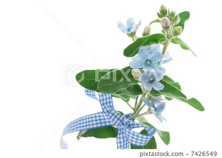 藍星和方格布檢查功能區 藍星和方格布檢查功能區 7426549