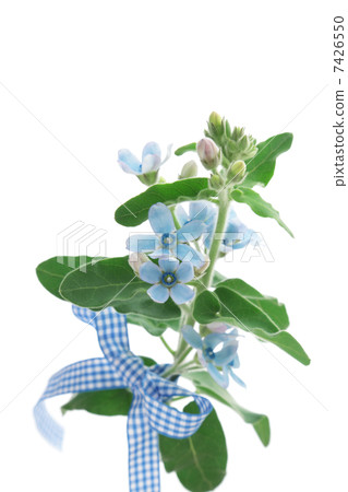 藍星和方格布檢查功能區 7426550