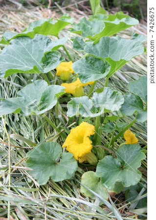照片素材(图片 南瓜 开花 花