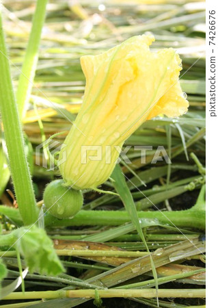 Pumpkin pumpkin flower Pumpkin pumpkin flower 7426676