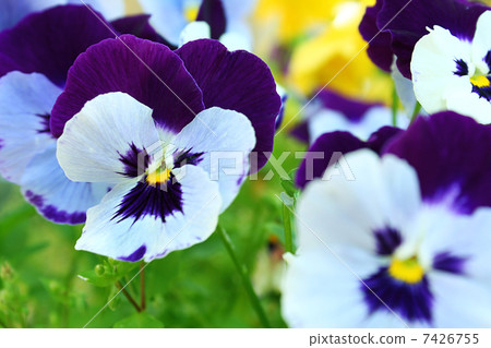 Pansy Pansy 7426755