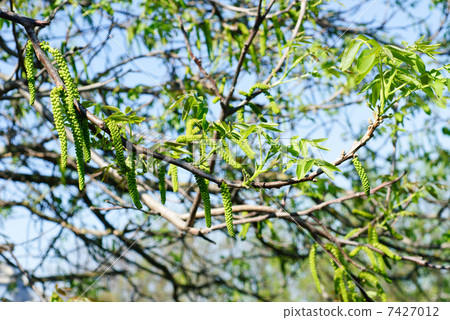 Blossoming walnut on blue sky backgruond Blossoming walnut on blue sky backgruond 7427012