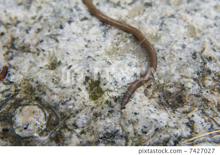 Earthworm Earthworm 7427027