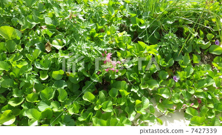 關島海灘植物 7427339