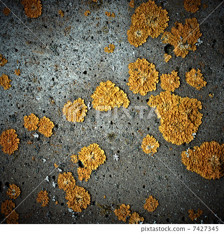 Lichens on stone texture, closeup 7427345