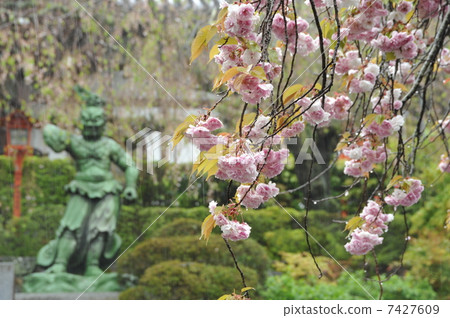 Yaezakura在京都Shosoji寺 Yaezakura在京都Shosoji寺 7427609