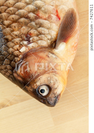 Crucian carp Crucian carp 7427611