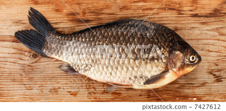 Crucian carp Crucian carp 7427612