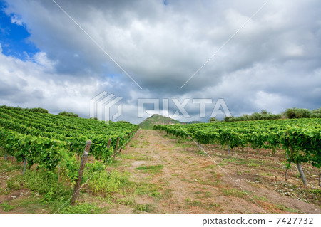 vineyard in wine region Etna, Sicily 7427732