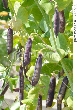 Tutankhamun no peas 7427795