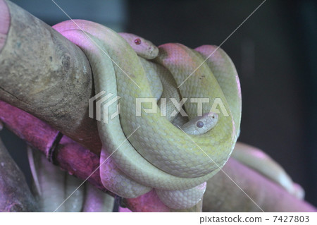 岩國的白蛇 7427803