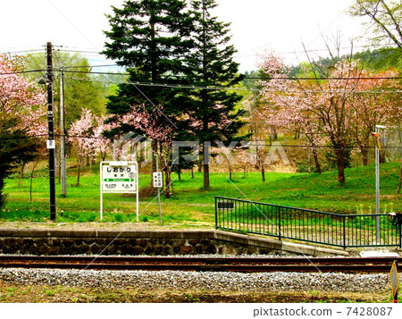 Shionogi station and cherry blossoms 7428087