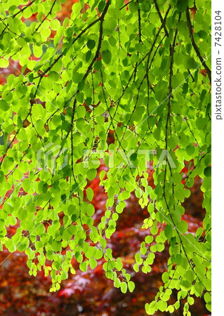 新綠色的假髮 7428104