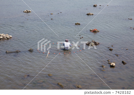 Agra fishing conducted in the Yamakuni River 7428182