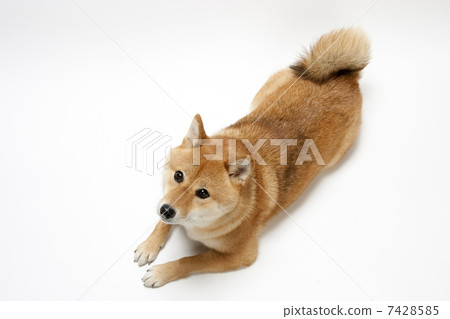 Shiba Inu 7428585