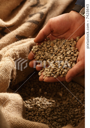 咖啡生豆 7428643