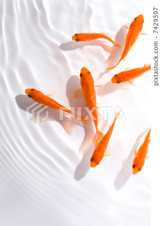 金魚 7429397