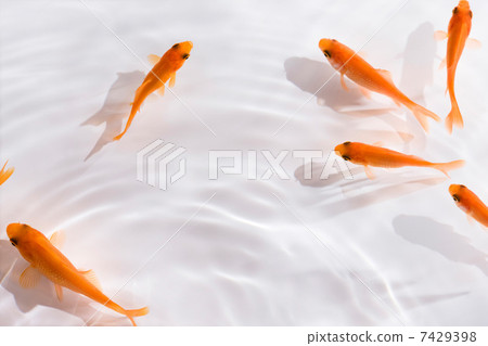 金魚 7429398