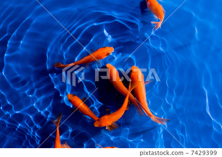 金魚 金魚 7429399