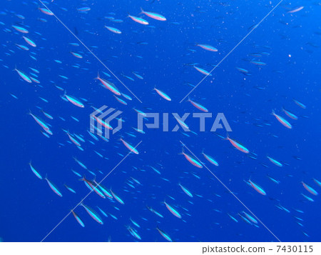 Kumazasa Hanamuro的短暫游泳 7430115