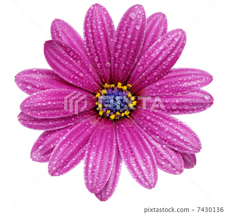 Single flower of Gazania. (Splendens genus asteraceae).Isolated 7430136