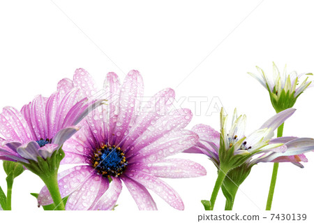 Flowers of Gazania with drops. (Splendens genus asteraceae) 7430139