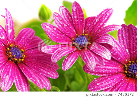 Flowers of Gazania with drops. (Splendens genus asteraceae) 7430172