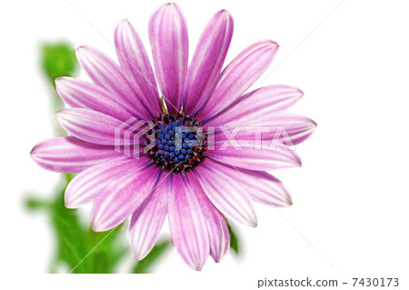 Single flower of Gazania. (Splendens genus asteraceae).Isolated 7430173