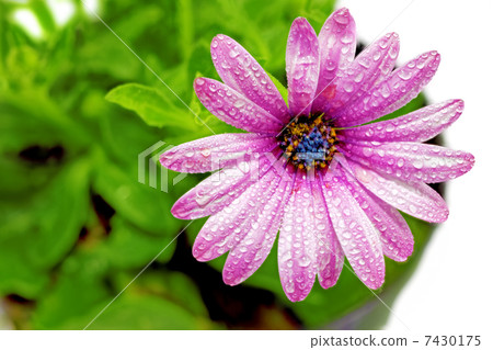 Single flower of Gazania with drops. (Splendens genus asteraceae Single flower of Gazania with drops. (Splendens genus asteraceae 7430175