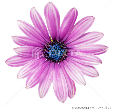 Single flower of Gazania. (Splendens genus asteraceae).Isolated 7430177