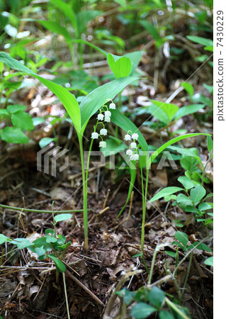 活潑的山谷 7430229