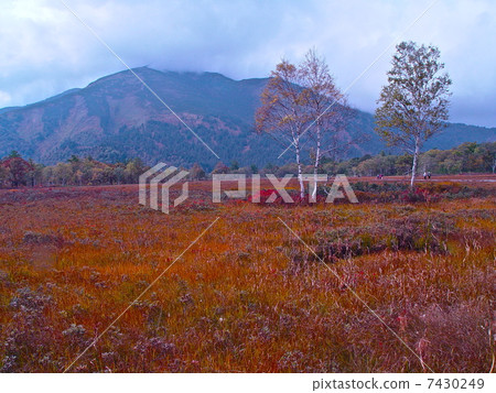 Grass autumnal leaves / Mt. Foshan (Ozenuma / Gonma prefecture Tone-gun Katashina village) Grass autumnal leaves / Mt. Foshan (Ozenuma / Gonma prefecture Tone-gun Katashina village) 7430249