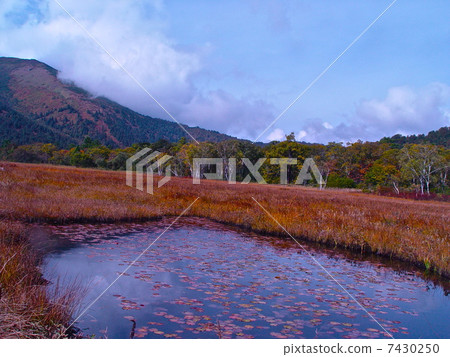 Shinboshi, Ikeda, grass autumn leaves (Ozenuma / Gonma prefecture Tone-gun Katashina village) Shinboshi, Ikeda, grass autumn leaves (Ozenuma / Gonma prefecture Tone-gun Katashina village) 7430250