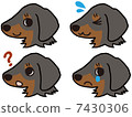 達克斯獵犬的表情 7430306