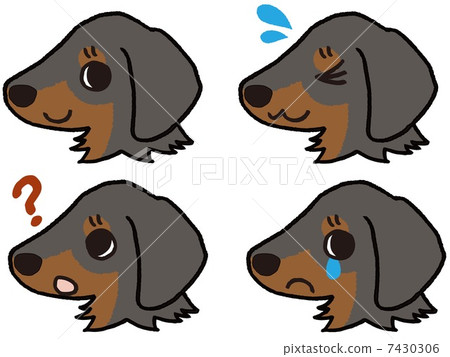 達克斯獵犬的表情 7430306