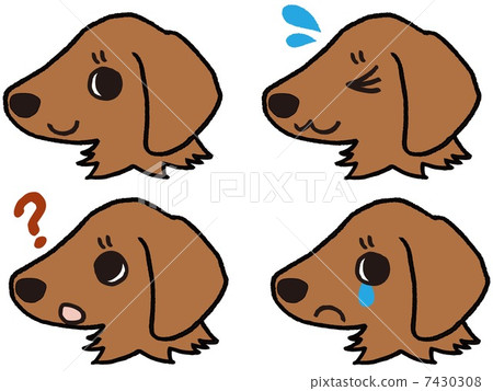 達克斯獵犬小狗的面部表情 7430308
