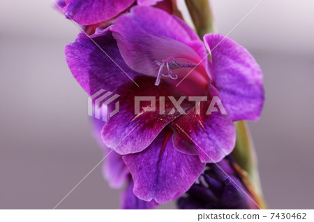 Gladiolus aka Tang iris Gladiolus aka Tang iris 7430462
