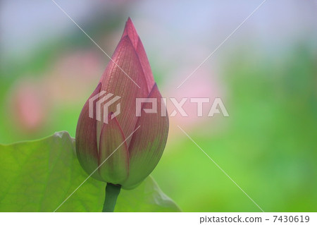 粉紅色的蓮花芽 7430619