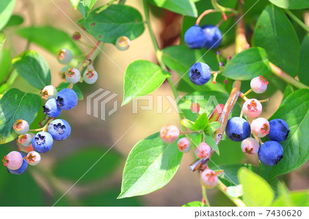 Blueberries' blue fruit 7430620