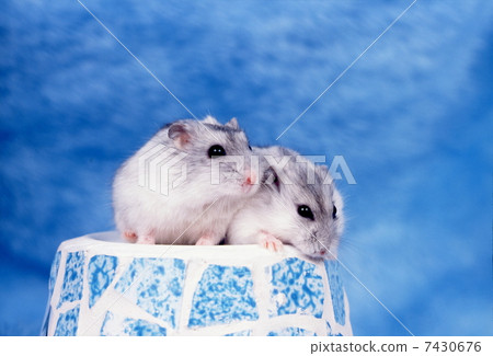 Djangarian hamster 7430676