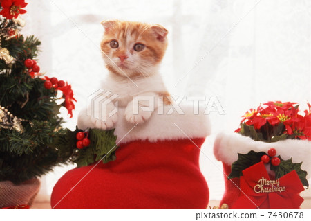 Kitten's Christmas Kitten's Christmas 7430678