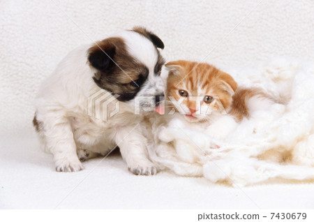 Kitten and puppy Kitten and puppy 7430679