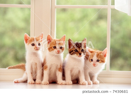 Kitten of the window side 7430681