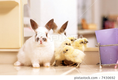 Rabbit and chick Rabbit and chick 7430692