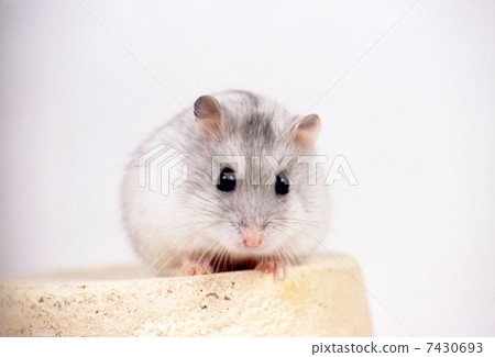 Djangarian hamster Djangarian hamster 7430693