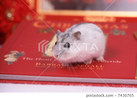 Djangarian hamster 7430705