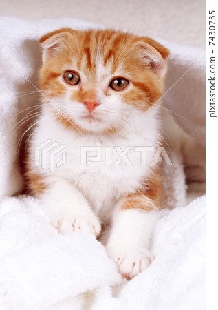 蘇格蘭舉行 7430735