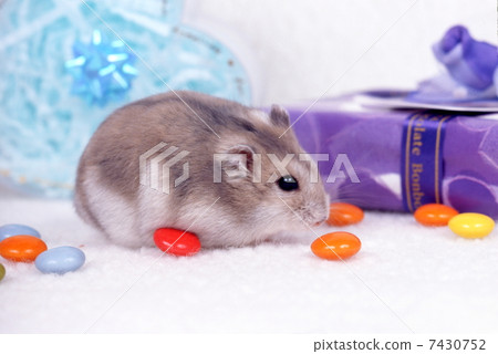 Djangarian hamster 7430752